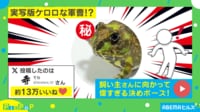 【映像】飼い主を向いて“ポーズ”するカエル