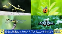子どもの昆虫への残酷な行為に親は? 昆虫博士「経験として死なせるべき時も」