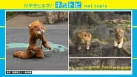 けやきヒルズ【平日ひる12時～生放送】 - ネットピ - ”二足歩行”のライオンが脱走 職員に体当たりも!? 愛媛県”とべ動物園”での訓練が話題に | 動画視聴は【Abemaビデオ(AbemaTV)】