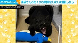 怒ってる!?撮影された黒猫の “奇跡の1枚”に「食べられちゃう～」「タイミングよく撮れましたね」と驚きの声