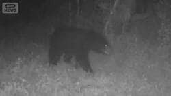 東京・八王子に体長１ｍ超のクマ出没 　光と音・１万ボルトで“撃退”最新技術の実力