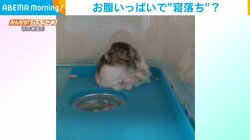 お腹いっぱいでウトウト...寝落ちしたハムスターの“衝撃的結末”に「くっそかわええ」「この重量感たまらん」の声