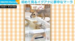 初めて見るイグアナに興味津々なマーラの様子が、SNSで話題「めっちゃ和んだ」「ふたりともかわいい！」