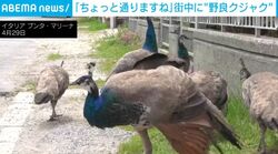 街中に群がる100羽超のクジャク…住民からは賛否の声 新型コロナ感染拡大中に“急速増殖” イタリア