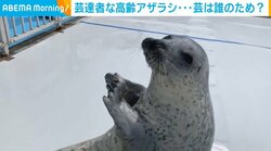 華麗な“腹筋”も 高齢アザラシが見せる芸が「かわいい」 芸は健康管理の一環も