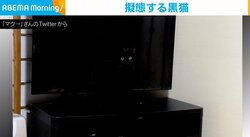 テレビ画面と“同化”する猫  居るのに見えない完璧な擬態に飼い主「目で立体を把握できてるのに」