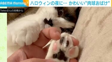 愛猫の肉球がまるで“おばけ” 拡大ショットに「もう足だけでかわいいわ」「プニプニ」と視聴者悶絶 | 話題 | ABEMA TIMES | アベマタイムズ