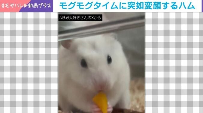 食事中に突如“変顔”するハムスター