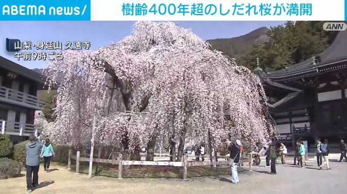 しだれ桜