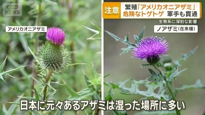 外来種アメリカオニアザミと在来種ノアザミ