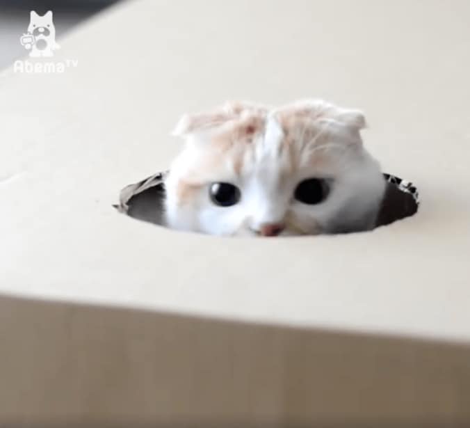 猫ポッケ、モグラ叩きゲームにハマる「本能には逆らえないにゃ…」 4枚目