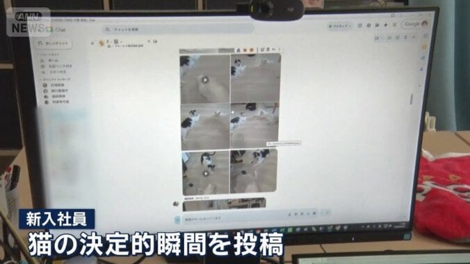 猫専用のチャットルーム