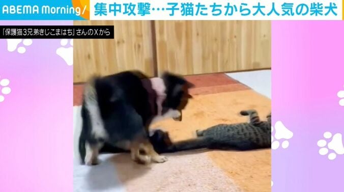 子猫3匹と柴犬のふぅちゃん
