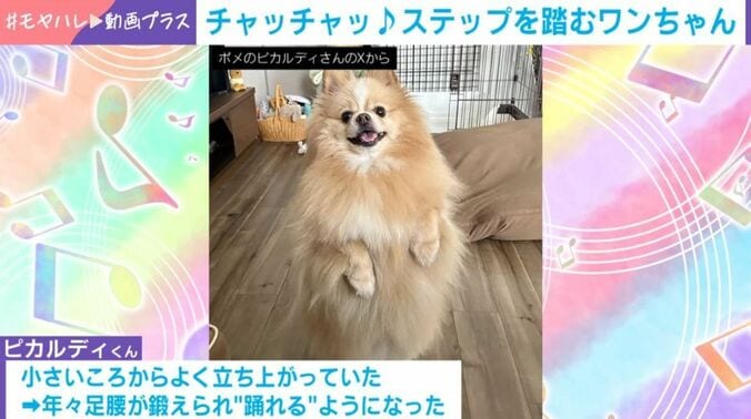 ポメラニアンのピカルディくん（5歳）