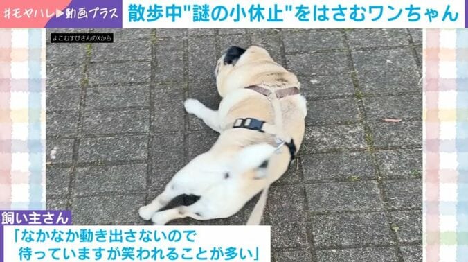 パグの横綱ちゃん