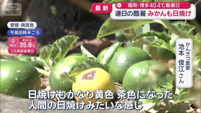 ミカン農家からは、悲鳴が
