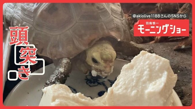 頭突き！食べる…　豆腐に頭をぶつけるカメさん　豆腐が好きなの？嫌いなの？ 1枚目