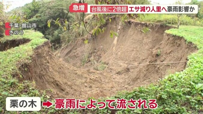 栗の木が豪雨によって流される