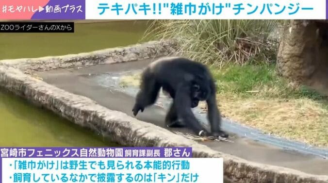 チンパンジー・キン（33）