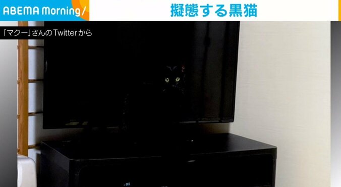 テレビ画面と“同化”する猫  居るのに見えない完璧な擬態に飼い主「目で立体を把握できてるのに」 1枚目