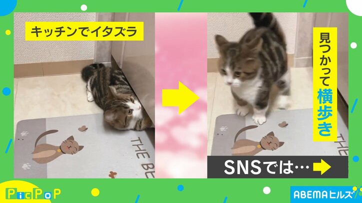イタズラを見られた猫の“予想外の反応”に「見事な欽ちゃん走り!」「永遠に見ていられます」称賛の声