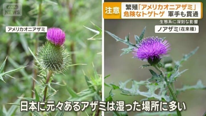 外来種アメリカオニアザミと在来種ノアザミ