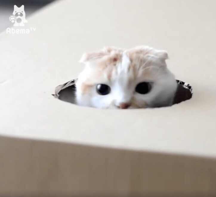 猫ポッケ、モグラ叩きゲームにハマる「本能には逆らえないにゃ…」