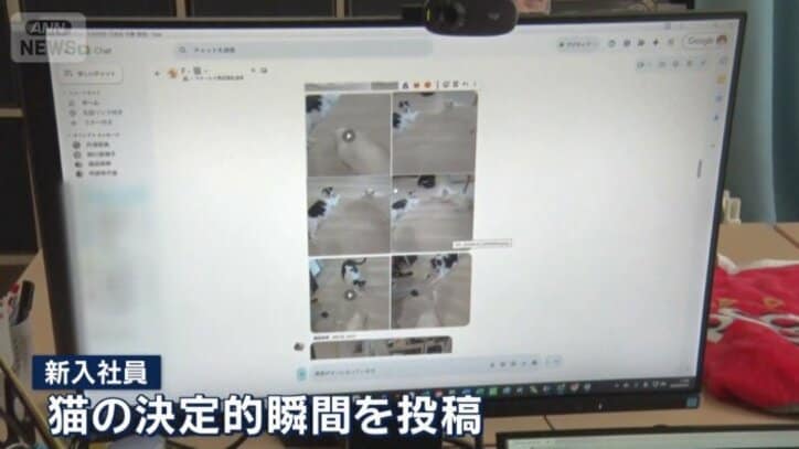 猫専用のチャットルーム