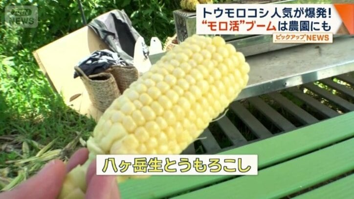 八ヶ岳生とうもろこし