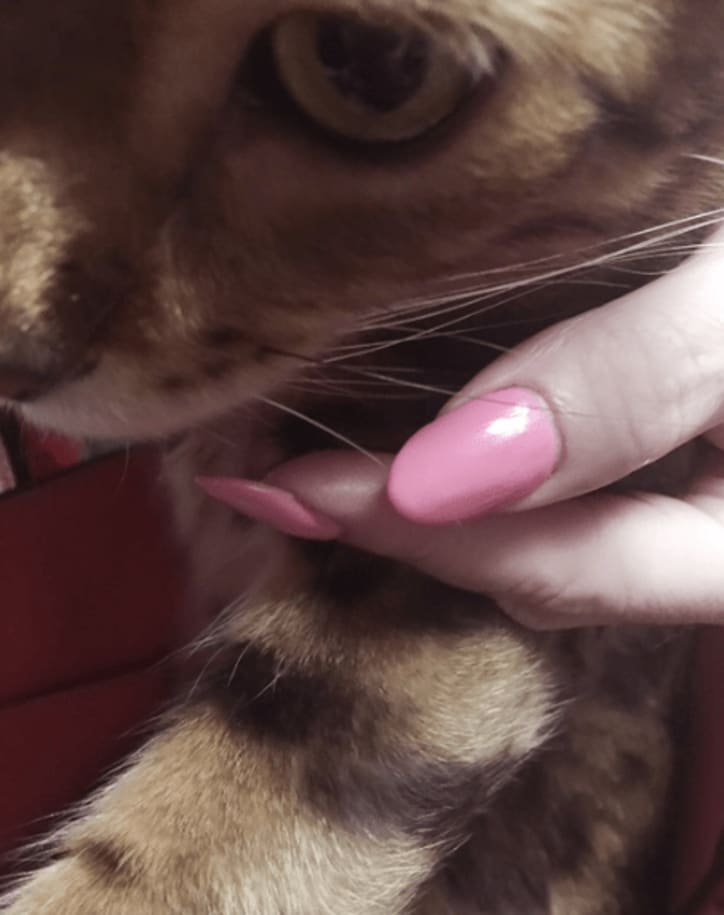 叶美香 姉 恭子の愛猫に怒り かんにんぶくろのおが キレますよ 話題 Abema Times 叶美香 姉 恭子の愛猫に怒り かんにんぶくろのおが キレますよ 話題 Abema Times