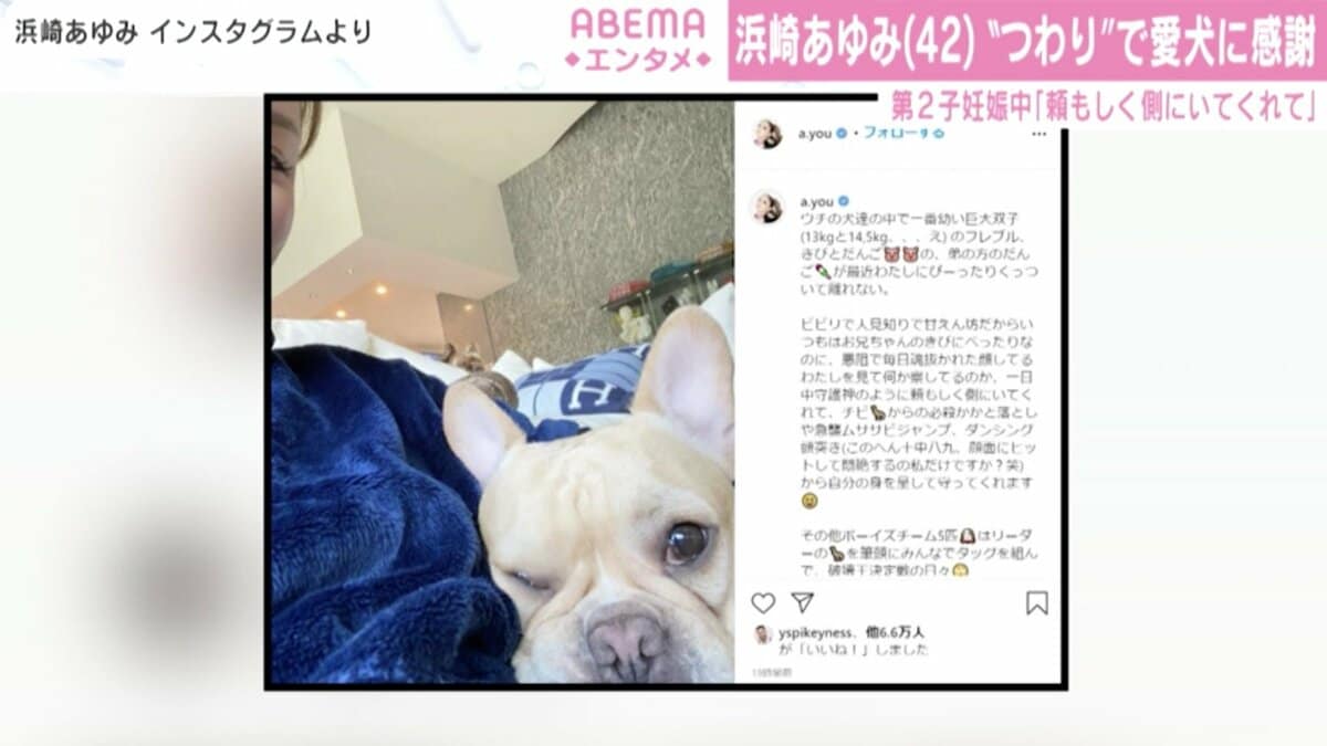 第2子妊娠中の浜崎あゆみ、愛犬に感謝「つわりで毎日魂抜かれた顔し