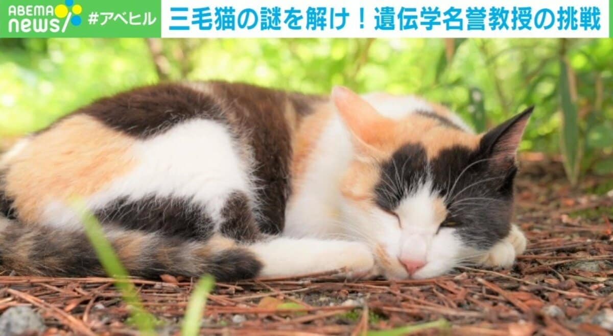 三毛猫の毛はなぜ3色？ 「長年解き明かしたいと思っていた」 名誉教授