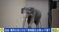 動物園は必要or不要?ゾウ受け入れに現地で返還の声…動物福祉のあり方を議論「相手の自由を奪って楽しんでいる。それは暴力だ」