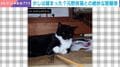 「懐かない猫歴3年目」の日常！→遊ぶ時のシュールな“無限ループ”とツンデレな距離感に「ある意味懐いてる」「まんざらでもなさそう」など反響