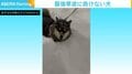 積もった雪の中を猛進…！ “ラッセル柴犬”に反響 「柴ドーザー！」「生き生き感」