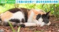 三毛猫の毛はなぜ3色? 「長年解き明かしたいと思っていた」 名誉教授の熱量高い研究プロジェクトに700万円超集まる