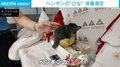 生後3週間の“マカロニ”ペンギン初公開!代々“パスタ名”の家系、108羽目の名前に注目 米・テキサス州
