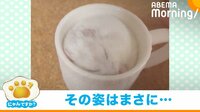 【映像】大きなあくびをするハムスター リラックスした状態で寝落ちする姿が話題