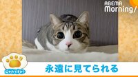 【映像】カメラに接近する猫