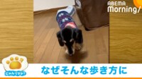 【映像】まるでダンスをしているかのように歩く犬