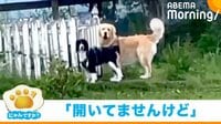 【映像】シンクロした動きで訴えかけてくる表情の犬2匹