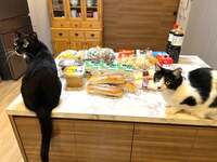 藤あや子『秋田で爆買い』