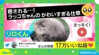 220万回超再生されたラッコさん