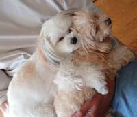 秋野暢子『内視鏡で。』