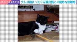 「懐かない猫歴3年目」の日常！→遊ぶ時のシュールな“無限ループ”とツンデレな距離感に「ある意味懐いてる」「まんざらでもなさそう」など反響