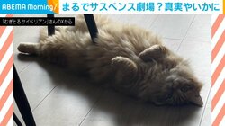 まるで“サスペンス劇場” リラックス中の猫の衝撃的な姿が「モフモフのなせる技」「猫は液体だからドキッとする」と話題