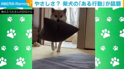 意気揚々とクッションを運ぶ柴犬 飼い主に見せた“珍行動”に「荒ぶってなかった？」「遊ぼーって言ってる？（笑）」と反響