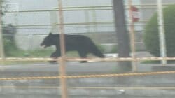 4人襲ったクマは高い知能？　蛇口ひねり水飲む姿　カギ開け、窓もスライド　福島市