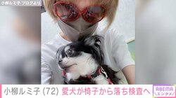 小柳ルミ子、愛犬・ルルちゃんが椅子から落ち検査へ 「大事に至らなくて良かった」