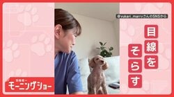 ツンデレ犬　チョンチョンするのに…振り向かれるとプイッ　なぜそっぽを向くの？